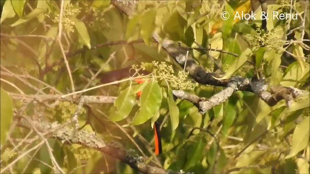 Long-tailed Minivet - ML201988791