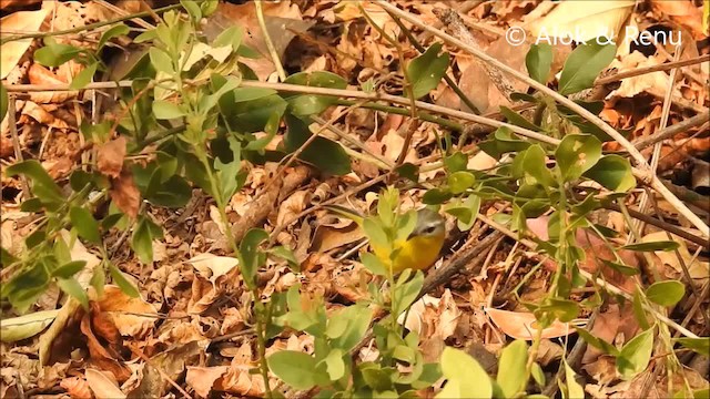 Gray-hooded Warbler - ML201988831