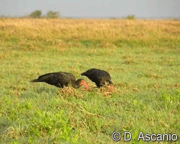 Sharp-tailed Ibis - ML201988841