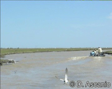 Large-billed Tern - ML201988951