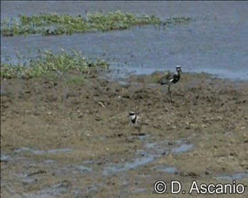 Pied Plover - ML201988971