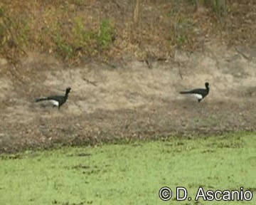 Yellow-knobbed Curassow - ML201988981