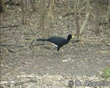 Yellow-knobbed Curassow - ML201988991