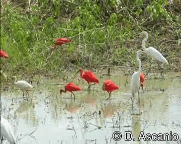 Ibis Escarlata - ML201989081