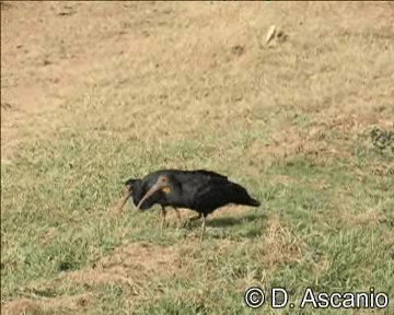 Sharp-tailed Ibis - ML201989101