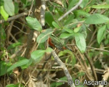 Green-and-rufous Kingfisher - ML201989131