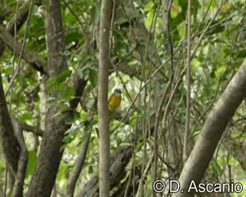 Gray-headed Tanager - ML201989151