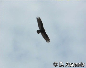 Turkey Vulture (Tropical) - ML201989221