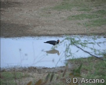 Sharp-tailed Ibis - ML201989241