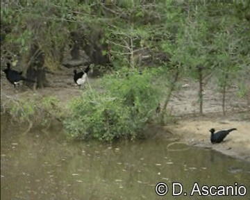 Yellow-knobbed Curassow - ML201989271