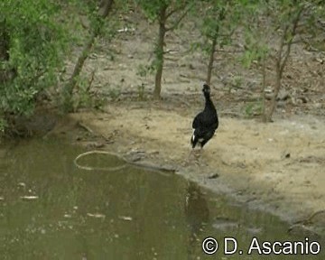 Yellow-knobbed Curassow - ML201989281