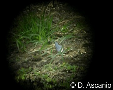 Blue Ground Dove - ML201989341