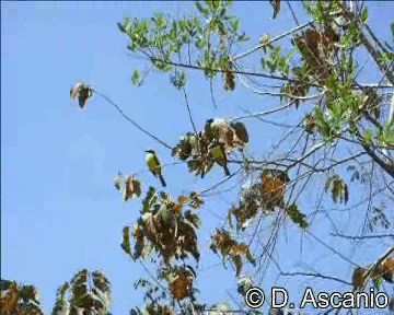 White-bearded Flycatcher - ML201989381