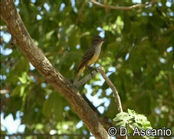 Short-crested Flycatcher - ML201989391