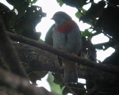 Cotinga cordon-rouge - ML201989461