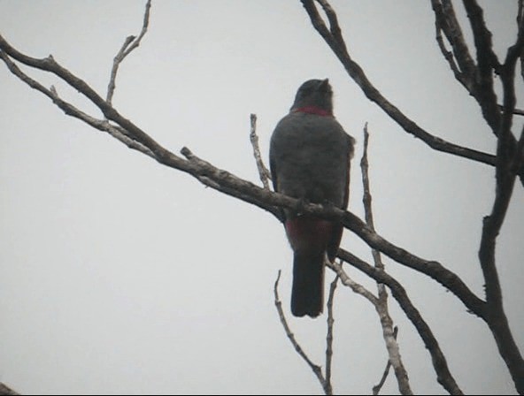 Guardabosques Acollarado - ML201989551