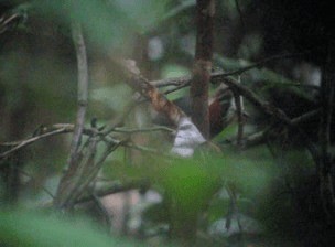 White-plumed Antbird - ML201989611