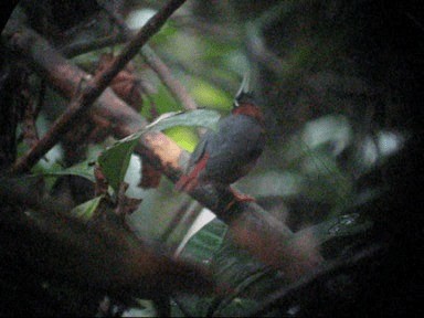 White-plumed Antbird - ML201989621