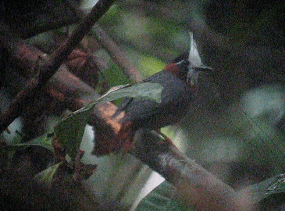 White-plumed Antbird - ML201989631