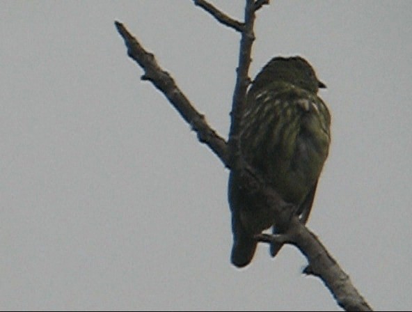 White Bellbird - ML201989641