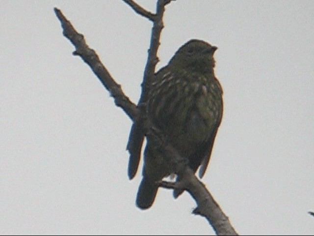 White Bellbird - ML201989651