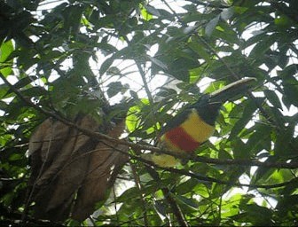 Black-necked Aracari - ML201989671