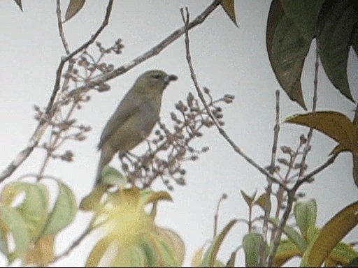 Black-faced Tanager - ML201989691