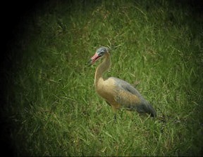 Garza Chiflona - ML201989711