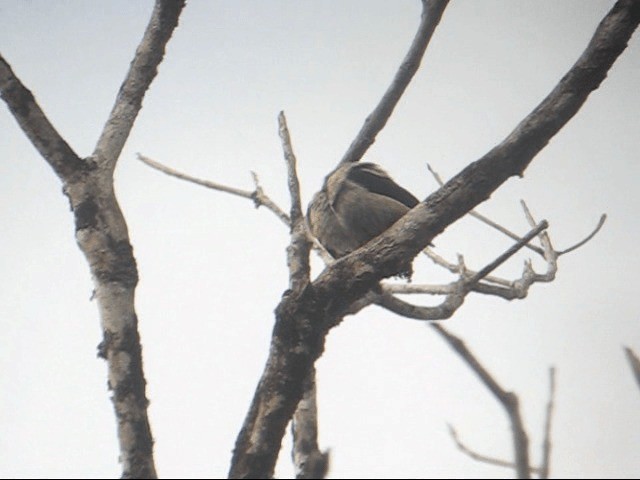 Black-headed Tanager (Black-hooded) - ML201989731