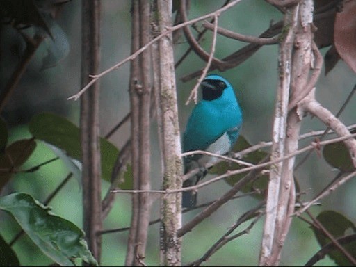 Swallow Tanager - ML201989741