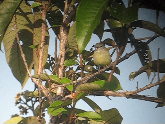 Yellow-crowned Tyrannulet - ML201989761