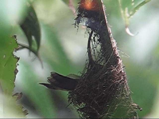 kolibřík ryšavoocasý - ML201989791