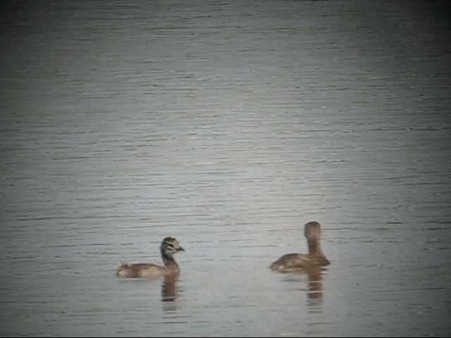 Least Grebe - ML201989831