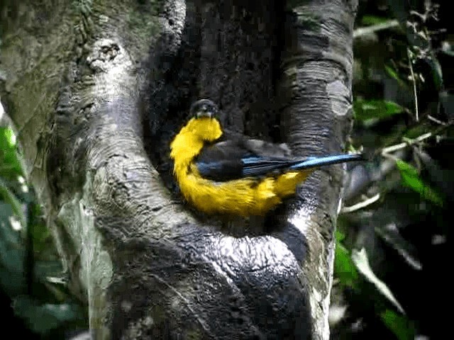 Blue-winged Mountain Tanager (Blue-winged) - ML201989881