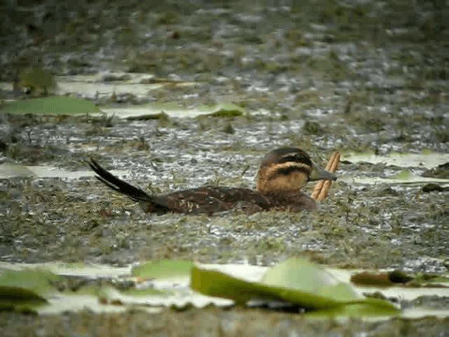 Masked Duck - ML201989901