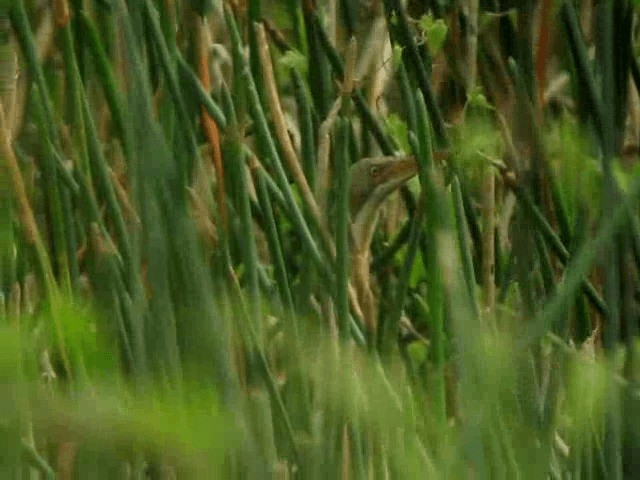 Stripe-backed Bittern - ML201989911