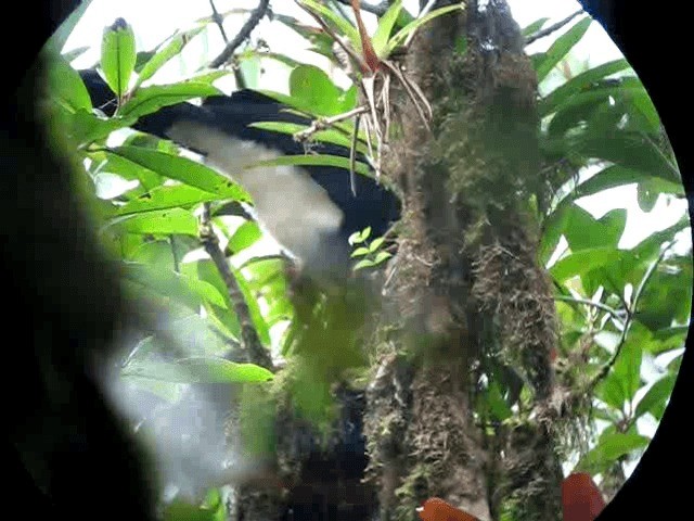 Helmeted Curassow - ML201989951