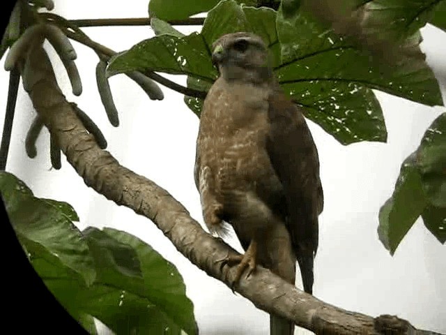 Haitibussard - ML201990041