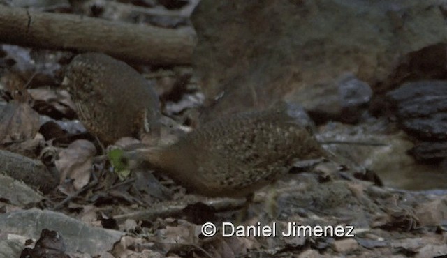 Scaly-breasted Partridge (Green-legged) - ML201990071