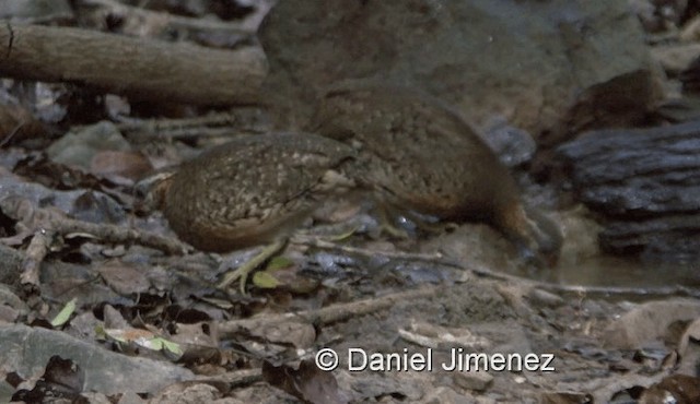 Scaly-breasted Partridge (Green-legged) - ML201990081