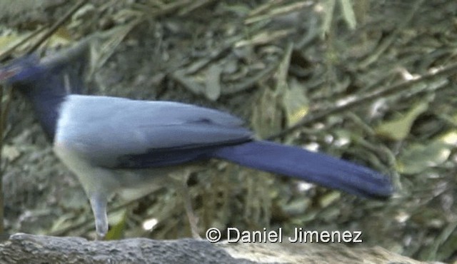 Coral-billed Ground-Cuckoo - ML201990151