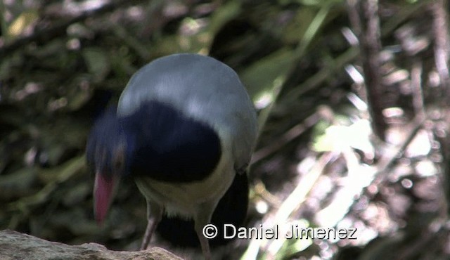 Coral-billed Ground-Cuckoo - ML201990161