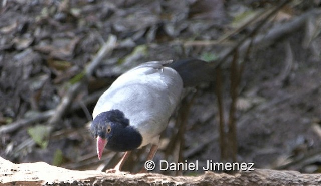 Coral-billed Ground-Cuckoo - ML201990171