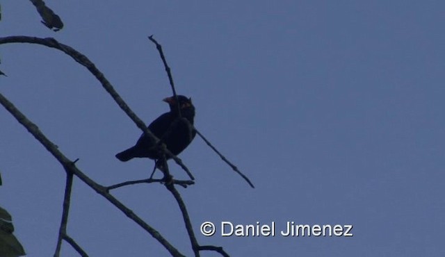 Common Hill Myna (Common) - ML201990201