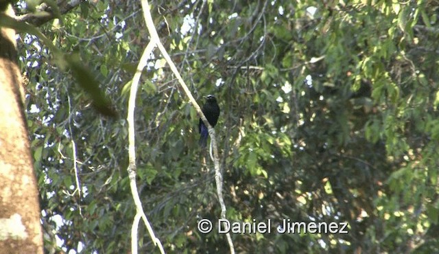 Asian Fairy-bluebird - ML201990221