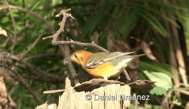 Orange-headed Thrush (Orange-headed) - ML201990261