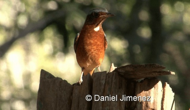 White-throated Rock-Thrush - ML201990301