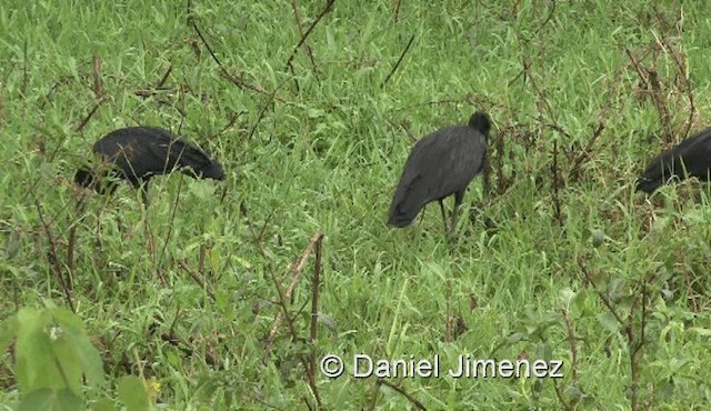 African Openbill - ML201990331