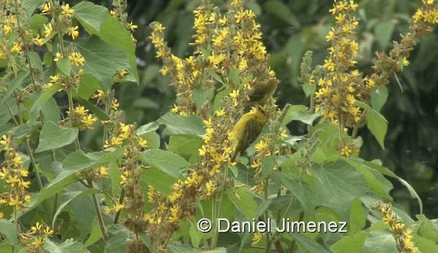 Tisserin à dos d'or - ML201990351