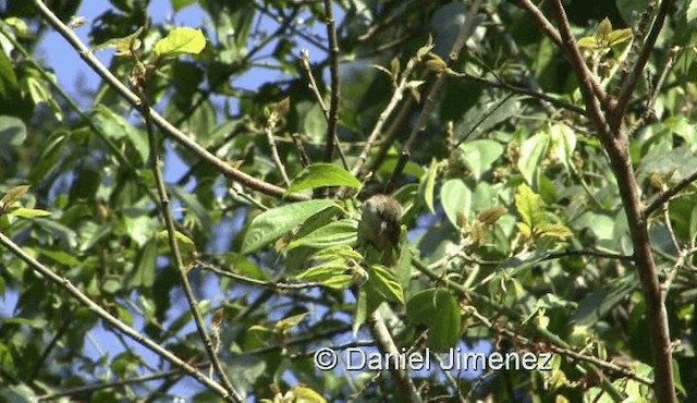 Schuppenbartvogel - ML201990411